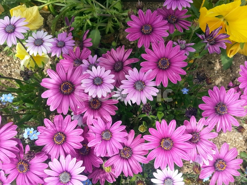 오스테오스펄멈,꽃,봄,자연,식물,아프리카원산,아프리칸데이지,flower,plant,floral,garden,Osteospermum,디모르포테카,데모루,오스테오스퍼멈,원예,아름다움,bloom,향기,화사,동그라미,꽃잎,암술,수술,beautiful,식물,자연,plants,nature,꽃,flower
