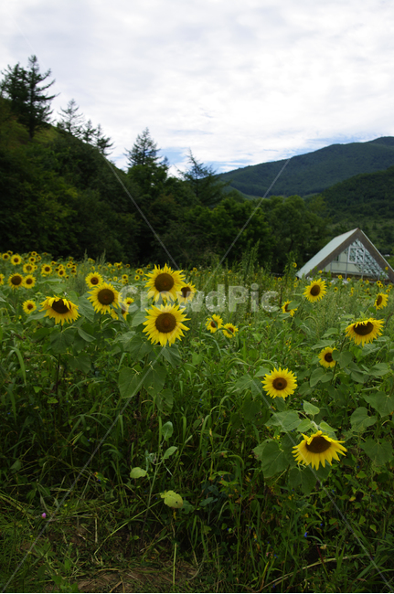 해바라기,꽃,꽃밭,flower,식물,식물,자연,plants,nature,꽃,flower