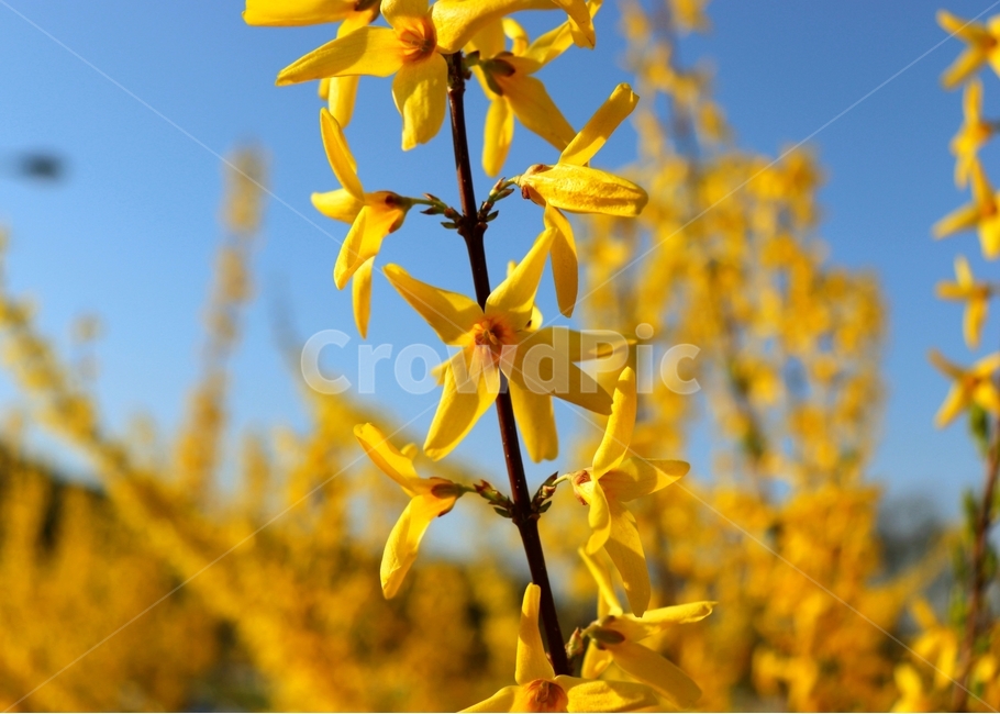 개나리,꽃,노란색,flower,spring,봄,노란꽃