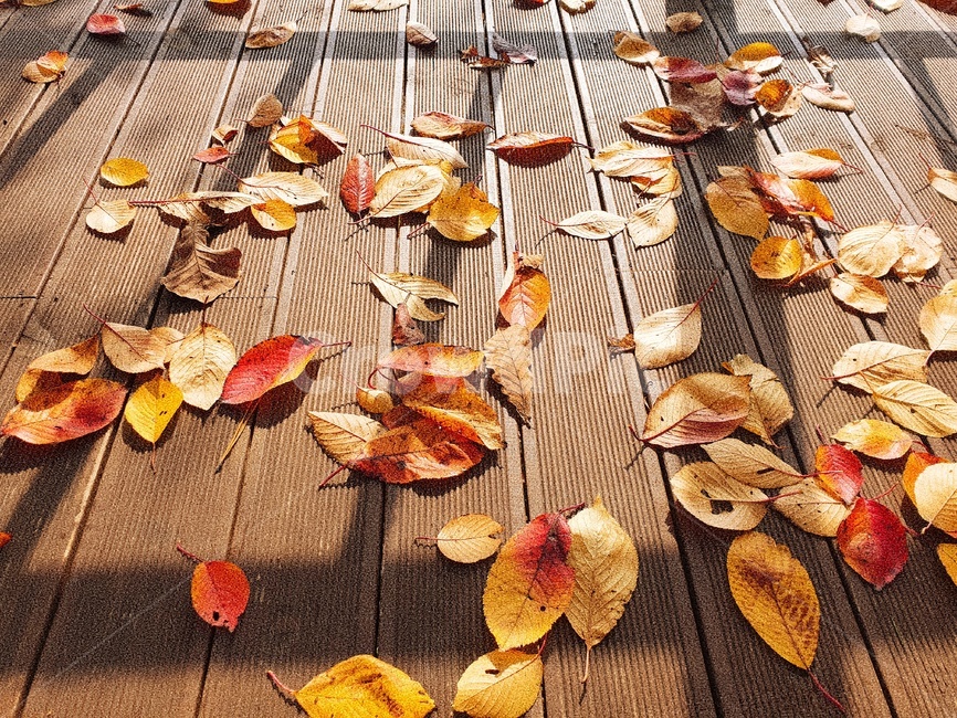 낙엽,단풍,햇살,그림자,가을,autumn,fall,sunshine,trace,가을,계절,fall,autumn,season,leaf,잎,plant,식물