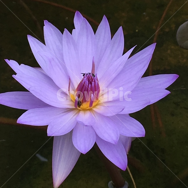 꽃,자연,연꽃,보라,꽃잎,식물,자연,plants,nature,꽃,flower