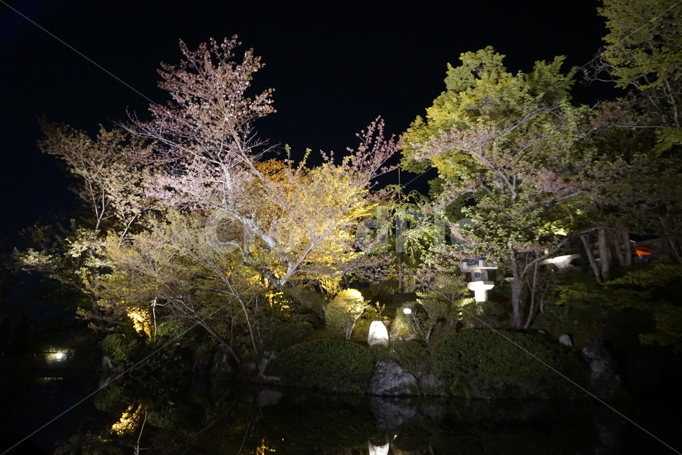 나무,호수,밤,꽃,자연,tree,lake,night,flower,nature,야경,밤,풍경,nightscape,night,landscape,식물,자연,plants,nature,꽃,flower