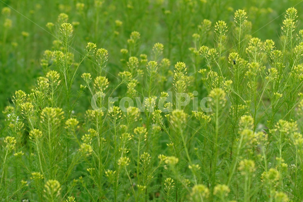 들꽃,꽃,식물,plant,들판