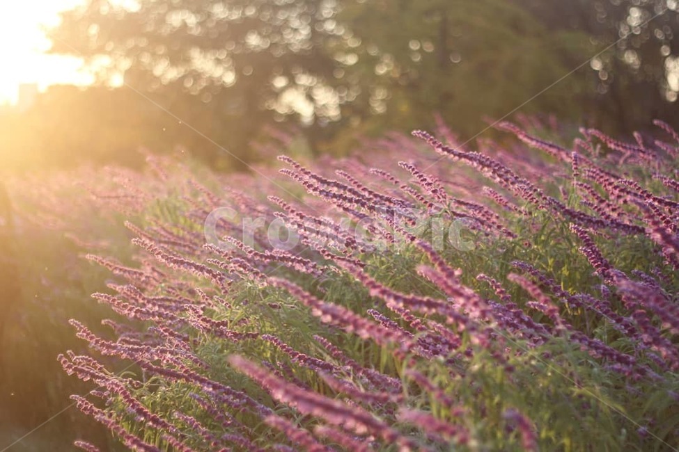 맥문동꽃,꽃,보랏빛,노을,햇살,바람,flower,purple,sunshine,plant,식물