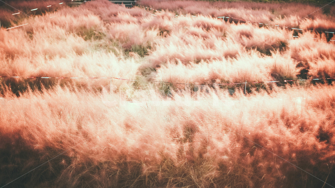 핑크뮬리,가을,핑크,꽃,풍경,가을,계절,fall,autumn,season,자연,풍경,nature,landscape,grass,잔디,plant,식물