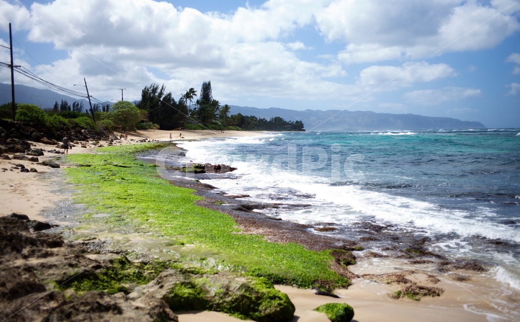 자연,바다,파도,해안,푸른하늘,자연,풍경,nature,landscape,해변,바다,beach,sea,plant,식물