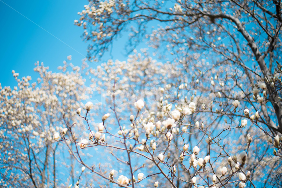 목련,목련나무,봄꽃,식물,나무,봄,계절,spring,season,식물,자연,plants,nature,꽃,flower,plant,blossom