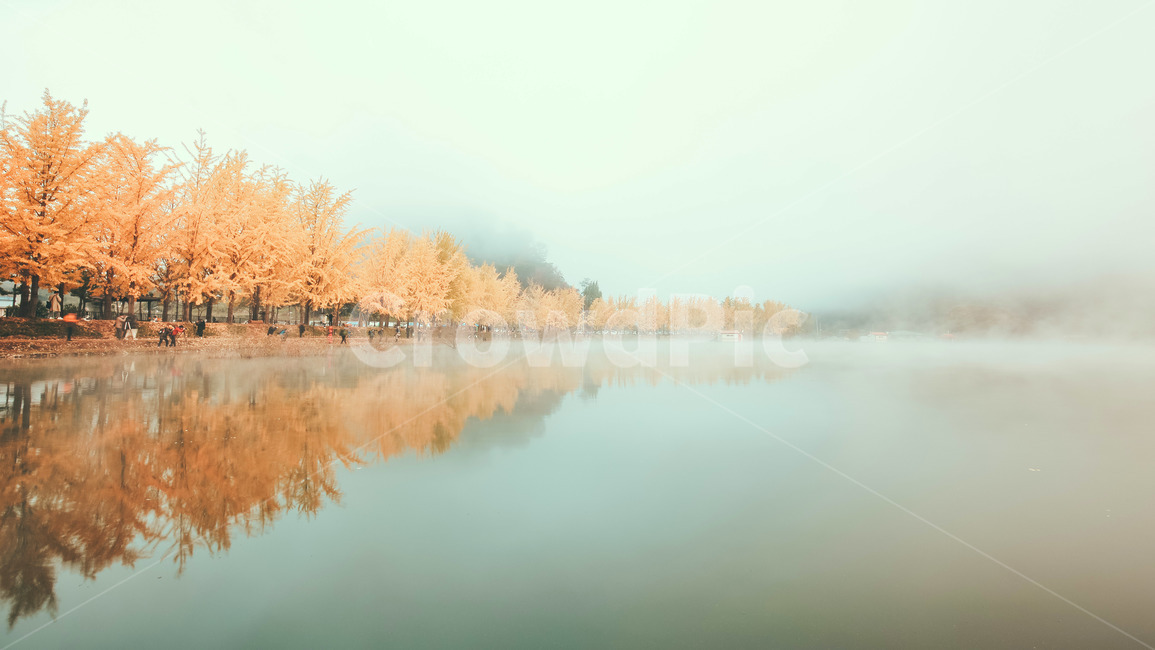 은행나무,물안개,새벽,풍경,가을,nature,자연,outdoors,옥외,가을,계절,fall,autumn,season,자연,풍경,nature,landscape,한국자연풍경,한국자연경관,korea nature landscape