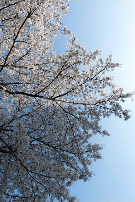봄,벚꽃,봄꽃,봄풍경,꽃구경,봄,계절,spring,season,식물,자연,plants,nature,꽃,flower,plant,blossom