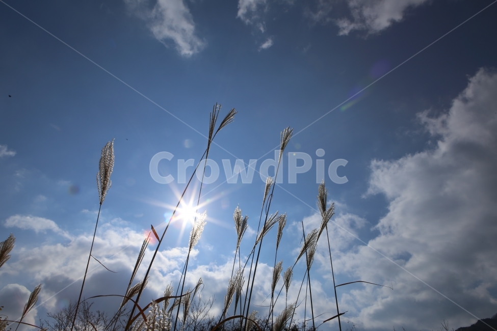 갈대,자연,가을,해,하늘,배경,가을,계절,fall,autumn,season,자연,풍경,nature,landscape,식물,plants,grass,잔디,plant,flare,플레어,light,빛