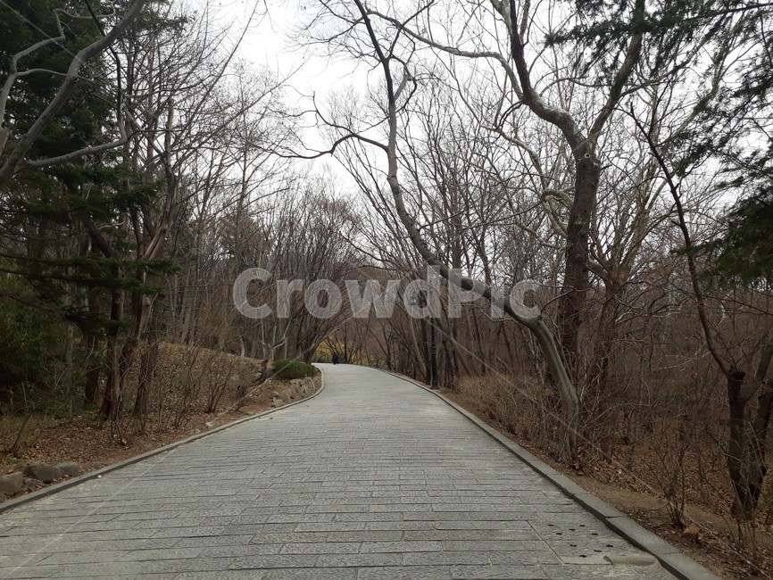 path,통로,walkway,보도,길,나무,wood,산책,걷기,휴식