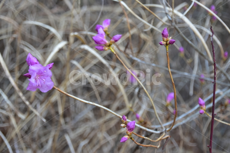 spring flowers,Sancheong,Kkotbongsan Mountain,Azalea,March flowers