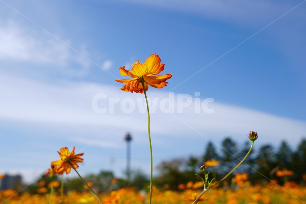 꽃,flower,코스모스,cosmos,가을,꽃송이,가을,계절,fall,autumn,season,식물,자연,plants,nature,꽃,flower,plant
