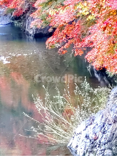 단풍,가을,물,나무,빨강단풍,가을,계절,fall,autumn,season,자연,풍경,nature,landscape,plant,식물,leaf,잎,tree