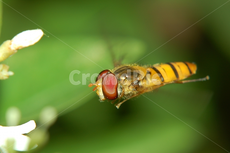 자연,접사,매크로,마이크로,곤충,Nature,closeup,macro,micro,insects,등에,비행,동물,animal,곤충,벌레,insect,bug