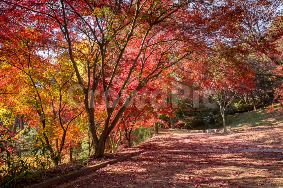 자연,풍경,가을,나무,단풍,낙엽,단풍잎,길,가을,계절,fall,autumn,season,자연,풍경,nature,landscape,식물,plants,나무,trees,wood,plant,tree,maple