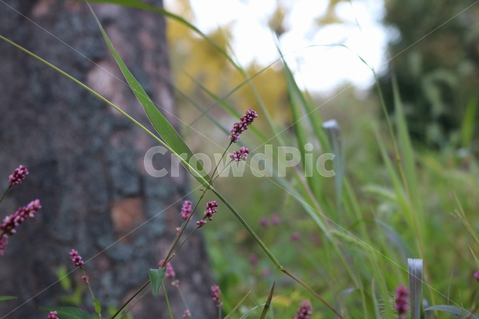 꽃,들꽃,flowers,wildflower,봄꽃