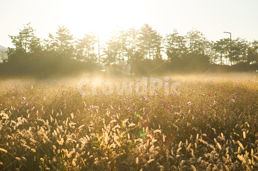 빛,아침,개망초,풍경,자연,nature,outdoors,옥외,field,들,weather,날씨,grassland,목초지
