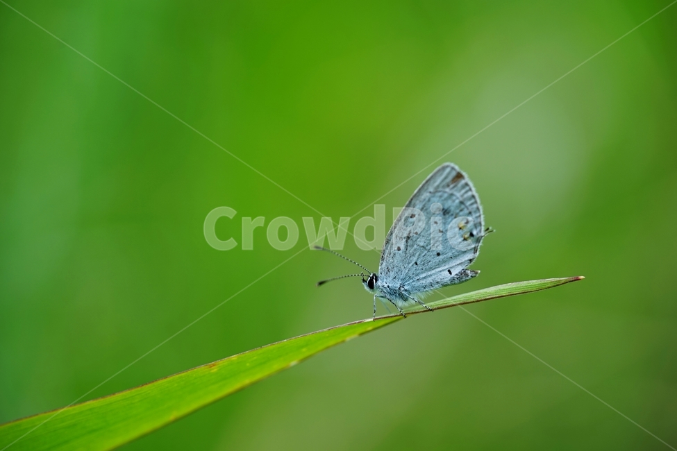 나비,흰나비,한국나비,우리나라나비,흰나방,동물,animal,곤충,벌레,insect,bug