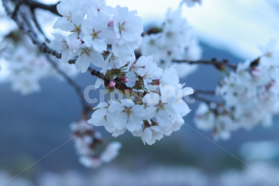 벚꽃,로하스공원,수목원,봄,벚꽃축제,봄,계절,spring,season,식물,자연,plants,nature,꽃,flower,plant,blossom
