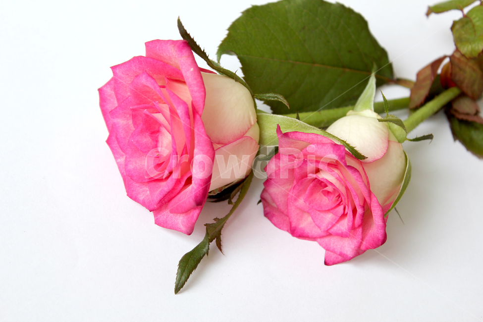 꽃,장미,장미꽃,핑크,생화,rose,flower,pink,신선한,green,leaf,leaves,녹색,그린,잎,나뭇잎,장미잎,탑앵글,식물,사랑,로맨스,love,romantic,두송이,플라워,흰배경,꽃,flower,누끼,remove background