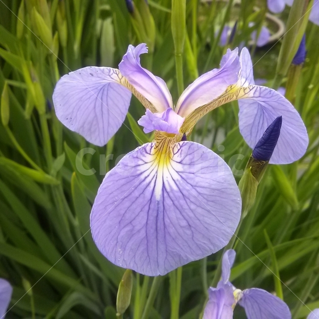 꽃,꽃잎,자주색,창포,초록색,자연,클로즈업,식물,자연,plants,nature,꽃,flower