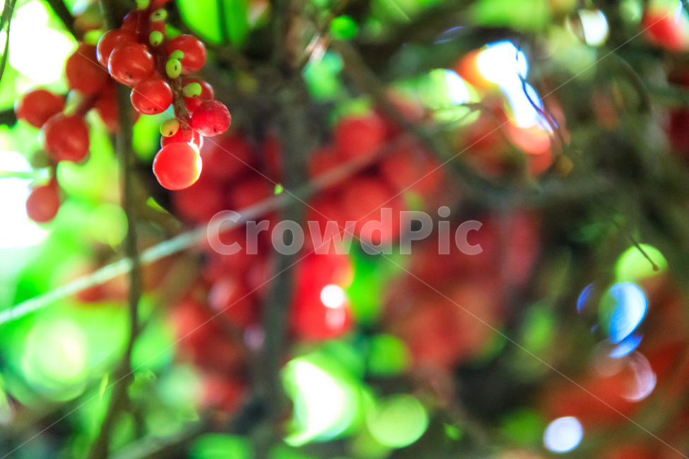 오미자,다섯가지맛,식물,과일,열매,수확,농업,제철,식물,자연,plants,nature,과일,열매,fruit