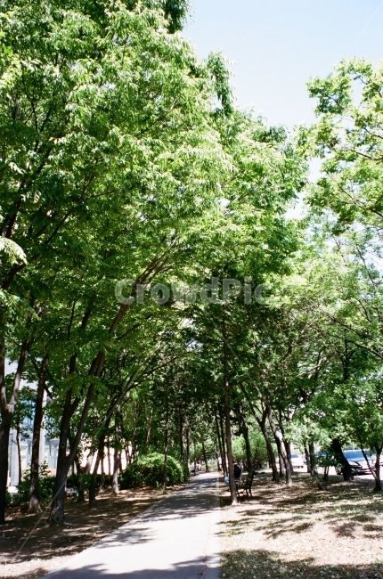 film,필름,나무,길,산책,초록,green,점심시간,하늘,감성,식물,자연,plants,nature,나무,trees,wood,휴식,힐링,rest,relaxation,healing