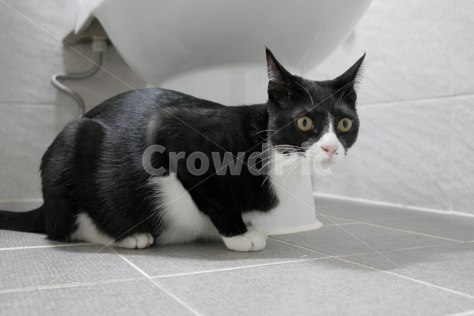 고양이,개냥이,동물,표정,얼굴,귀여운,동물,animal,포유류,mammal,고양이,cat,kitten,kitty