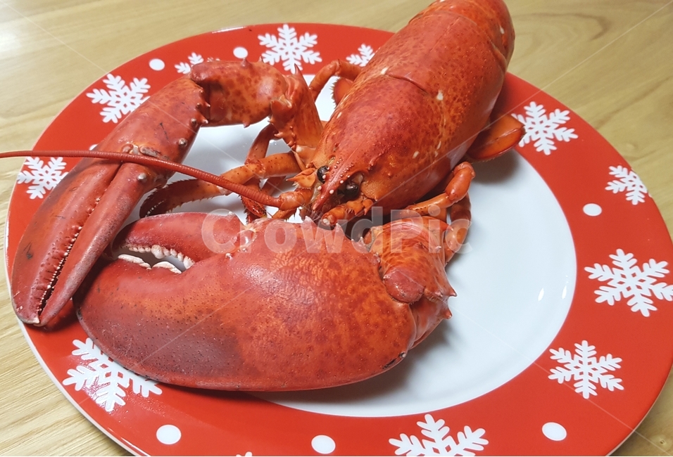 바닷가재,해산물,갑각류,해물,lobster,랍스터,sealife,음식,food,수산물,해산물,fishery products,seafood