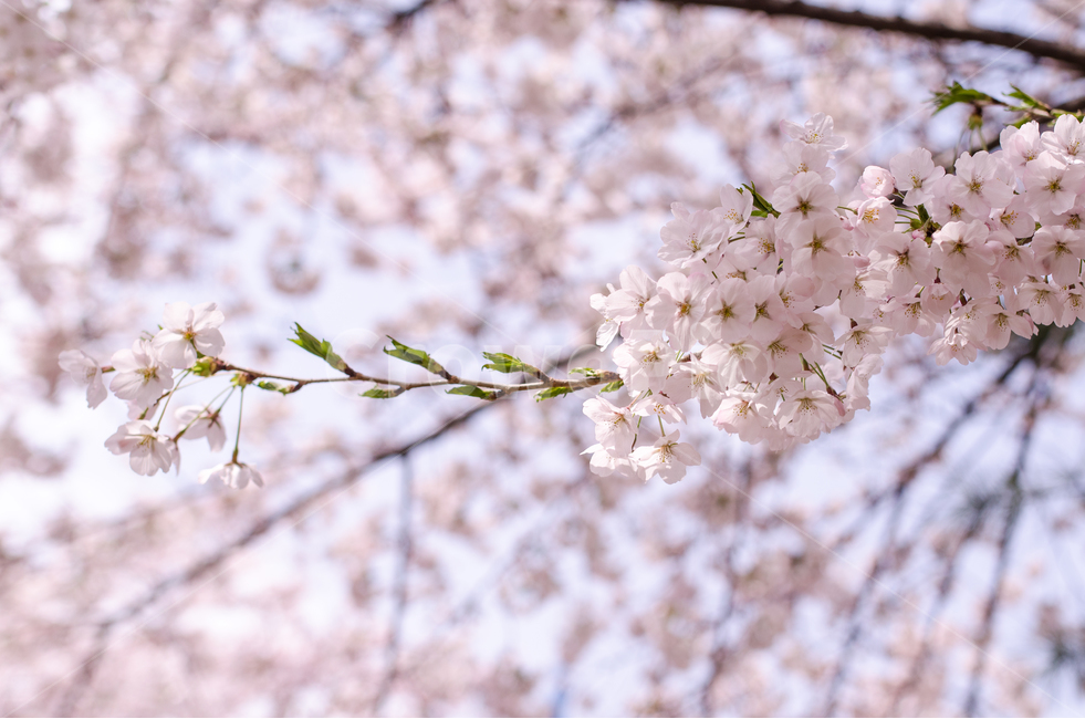 봄,벚꽃,핑크색,분홍색,벚꽃잎,봄,계절,spring,season,식물,자연,plants,nature,꽃,flower,plant,blossom