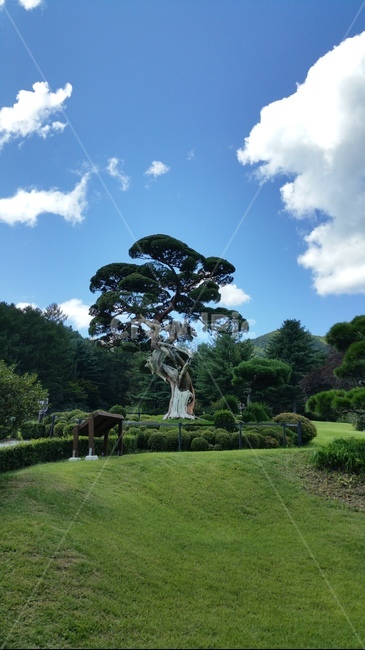 나무,한그루,맑음,화창,잔디,초록색,구름,하늘,풍경,자연,자연,풍경,nature,landscape,grass,plant,식물