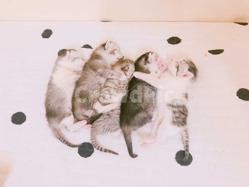 고양이,새끼고양이,아기고양이,아기,잠,생명,출산,교배