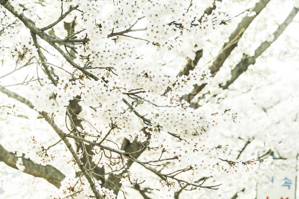 벚꽃,풍경,감성,꽃,봄날,봄,봄,계절,spring,season,식물,자연,plants,nature,꽃,flower,plant