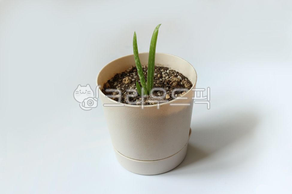 알로에새싹,알로에,다육이,식물,어린식물,화분,작은화분,aloes,sprout,succulent,sproutaloe,초록,flowerpot,줄기,plant,anornamentalplant,관상식물,홈가드닝,aloe,식물,자연,plants,nature