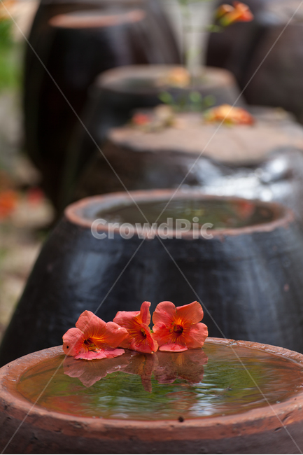 여름,한국적인,꽃,능소화,한국전통,식물,주황색,반영,color,nature,summer,항아리,jar,koreanculture,korean,traditional,plants,flowers,자연,한국전통,한국문화,korean traditional,korean culture,꽃,flower