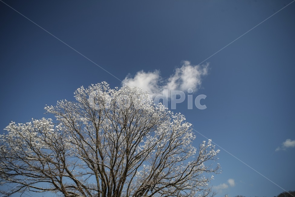 설경,풍경,하늘,겨울,나무,눈,snow,winter,겨울,계절,winter,season,자연,풍경,nature,landscape,tree,plant,식물