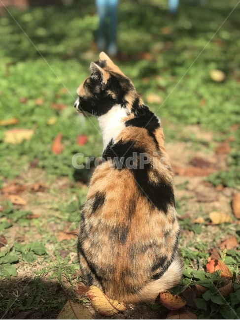 고양이,동물,길고양이,코리안숏헤어,코숏,냐옹이,straycat,koreanshorthair,kitty,길냥이,삼색이,삼색고양이,뒷모습,뒷태,animal