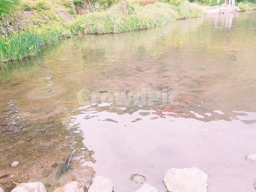 일본,후쿠오카,강,유후인,긴린코호수,호수,자연,자연,풍경,nature,landscape