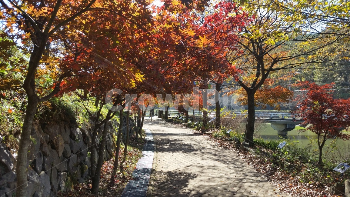 가을,낙엽,햇살,산책,단풍,가을,계절,fall,autumn,season,자연,풍경,nature,landscape,tree,나무,plant,식물,leaf,잎