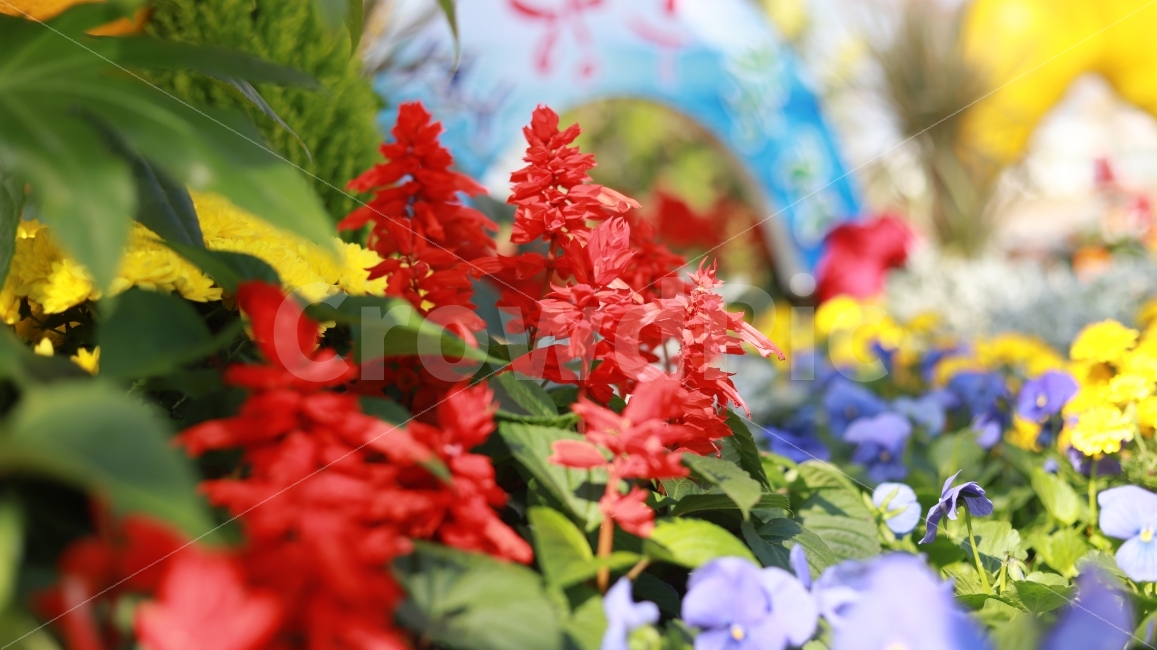 꽃,아름다움,축제,즐거움,목포항구축제,식물,자연,plants,nature,꽃,flower