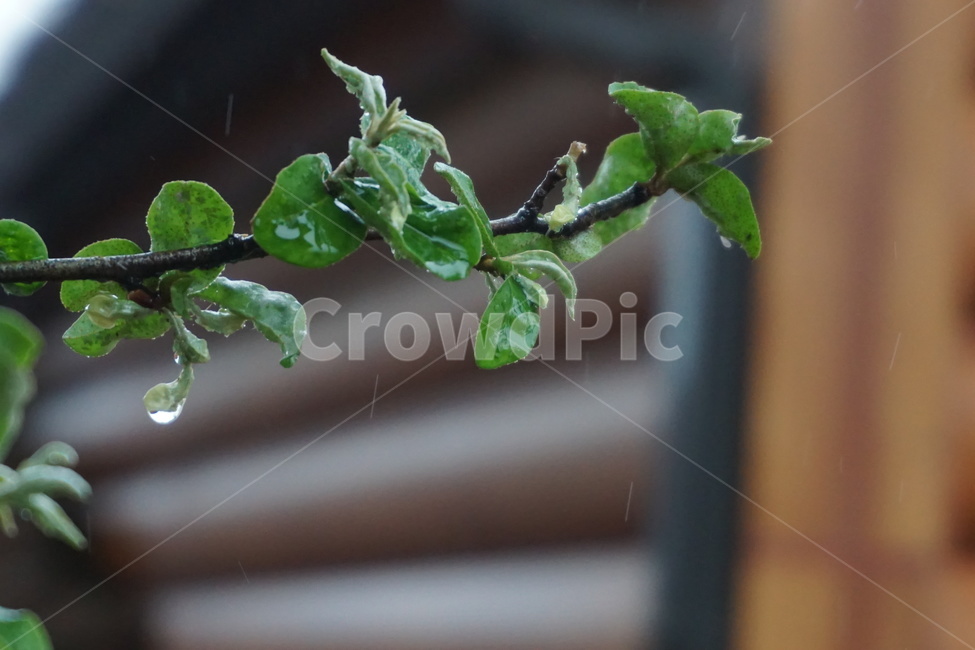 비,비오는날,새순,빗방울,녹색,나무,4월,식물,자연,plants,nature,비,비오는날,rain,rainy