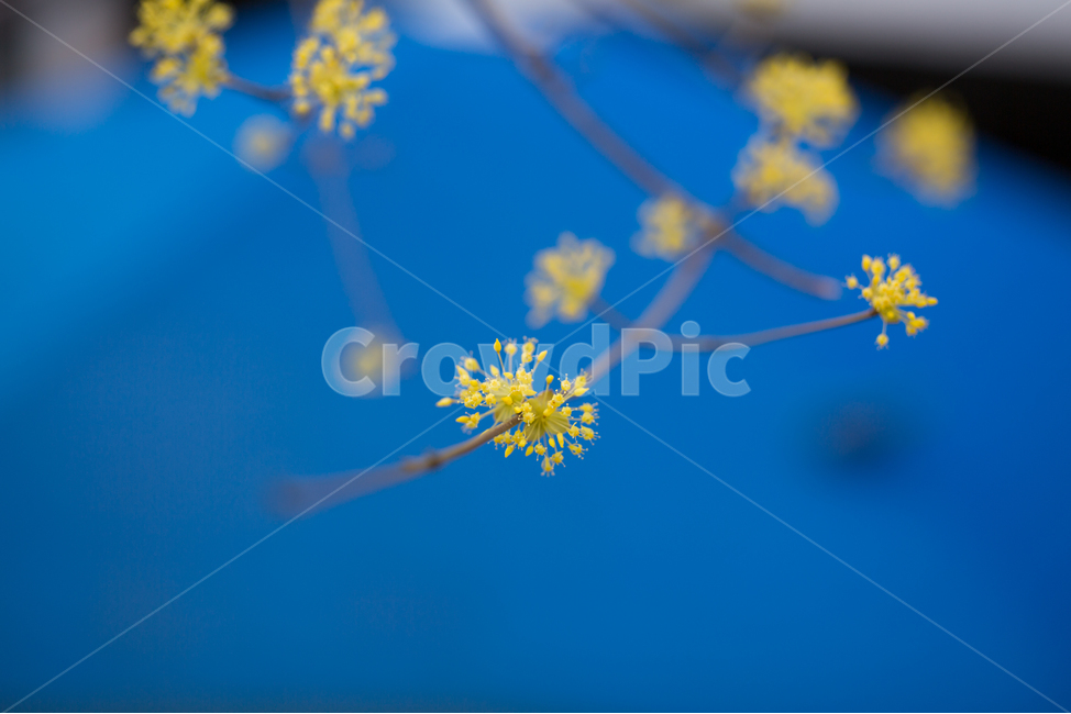 plant,식물,산수유,산수유꽃,노랑색,3월,꽃,식물,자연,plants,nature,꽃,flower