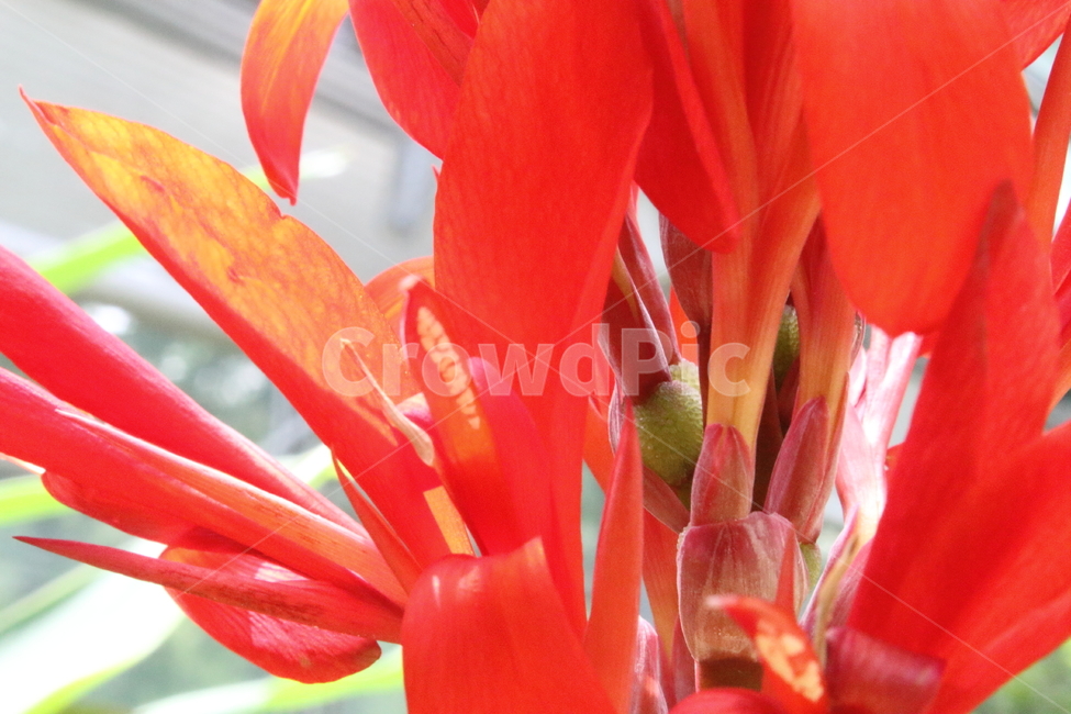 꽃,홍초,칸나,식물,canna,식물,자연,plants,nature,꽃,flower