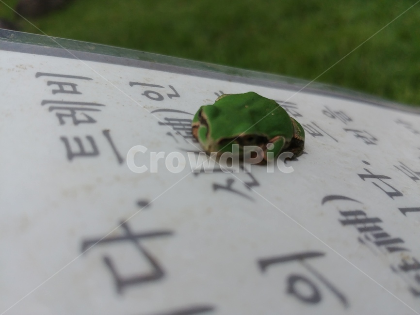무척추동물,동물,animal,text,개구리,청개구리,파충류,양서류,reptile,amphibian