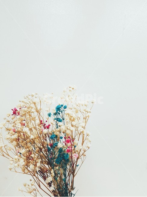 꽃,드라이플라워,dryflower,고백,벽,꽃,flower