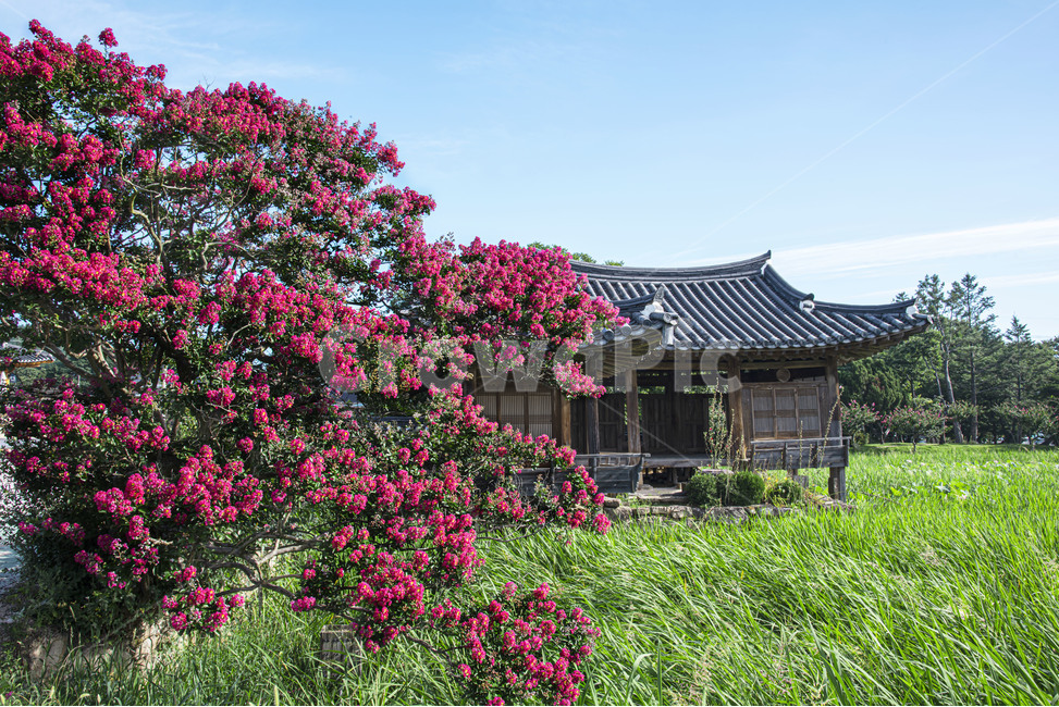 종오정,고택,풍경,꽃,경주