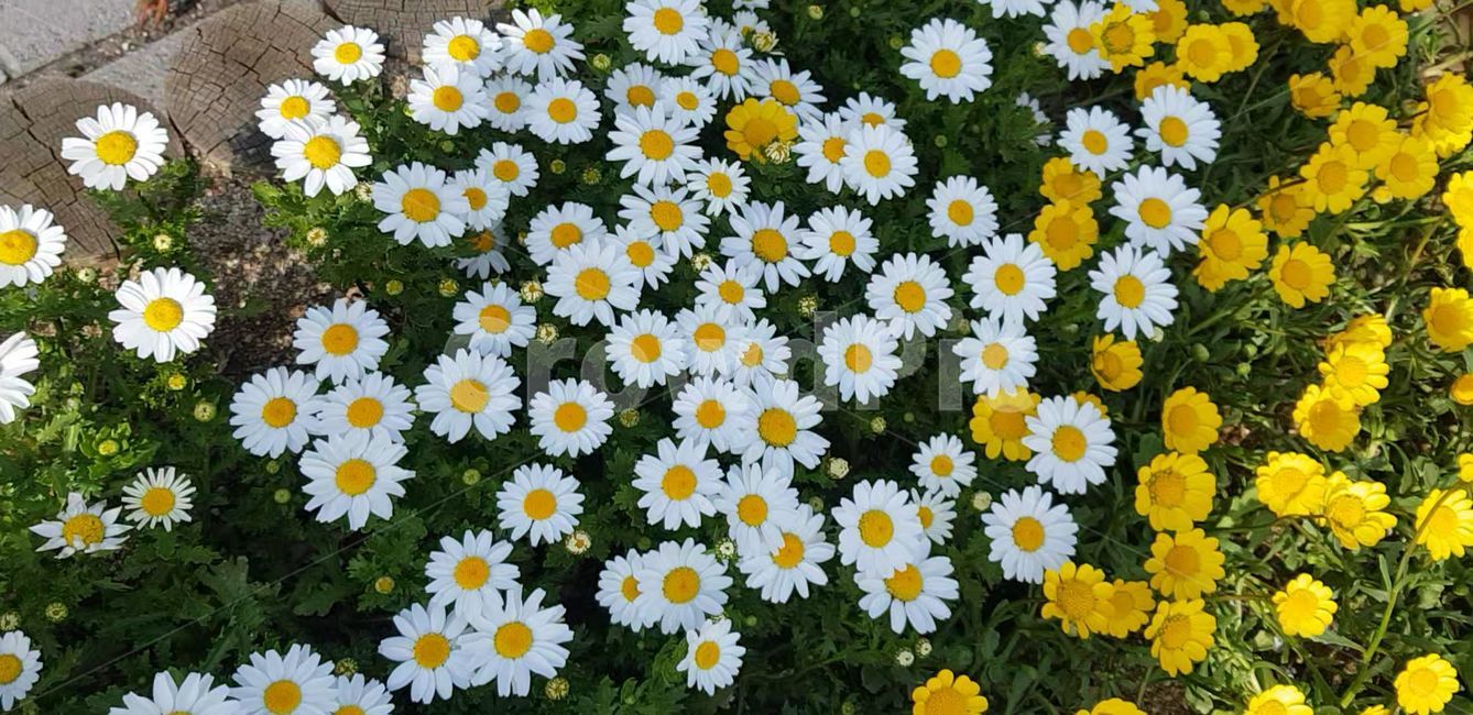 봄,blossom,flower,식물,plant,꽃,nature,자연,데이지,geranium,daisies,daisy,옥스아이데이지