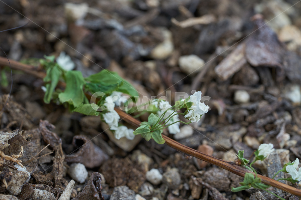 macro,white flower,affix,Wither away,withered flower,dry,wilt,flower