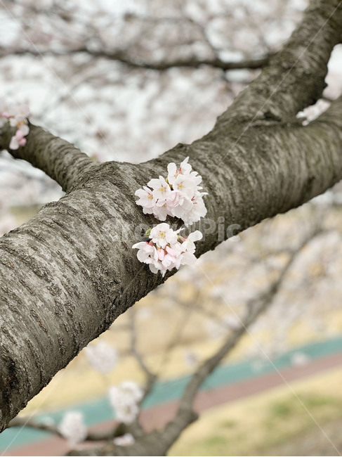 벚꽃,봄,봄꽃,나무,자연,식물,봄,계절,spring,season,식물,자연,plants,nature,꽃,flower,plant